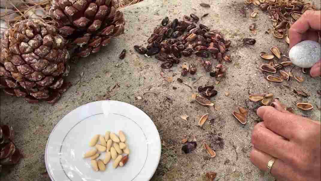 میوه خشک جلغوزه با حفظ خواص طبیعی و کیفیت ماندگار